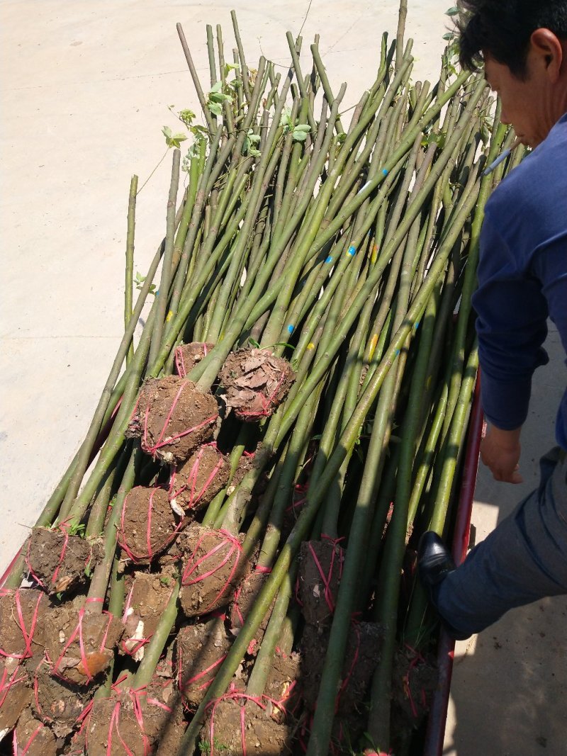 湖北精品香樟树大量2-25香樟光杆香樟带冠香樟