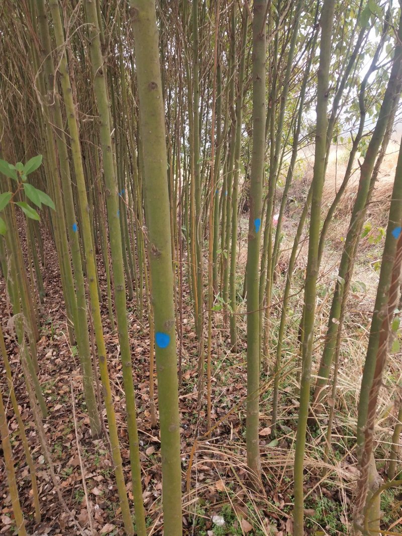 湖北精品香樟树大量2-25香樟光杆香樟带冠香樟
