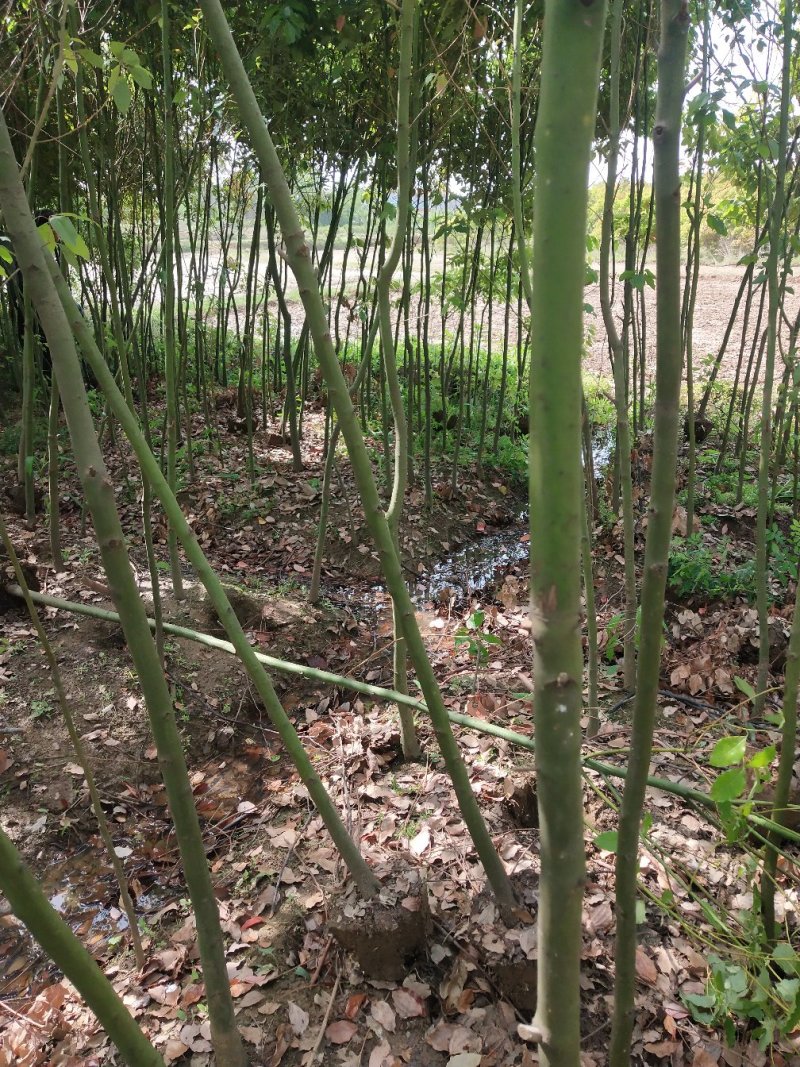 湖北精品香樟树大量2-25香樟光杆香樟带冠香樟