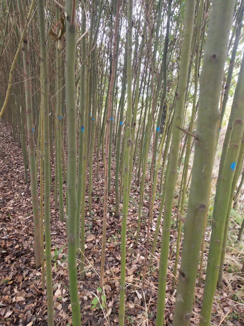 湖北精品香樟树大量2-25香樟光杆香樟带冠香樟