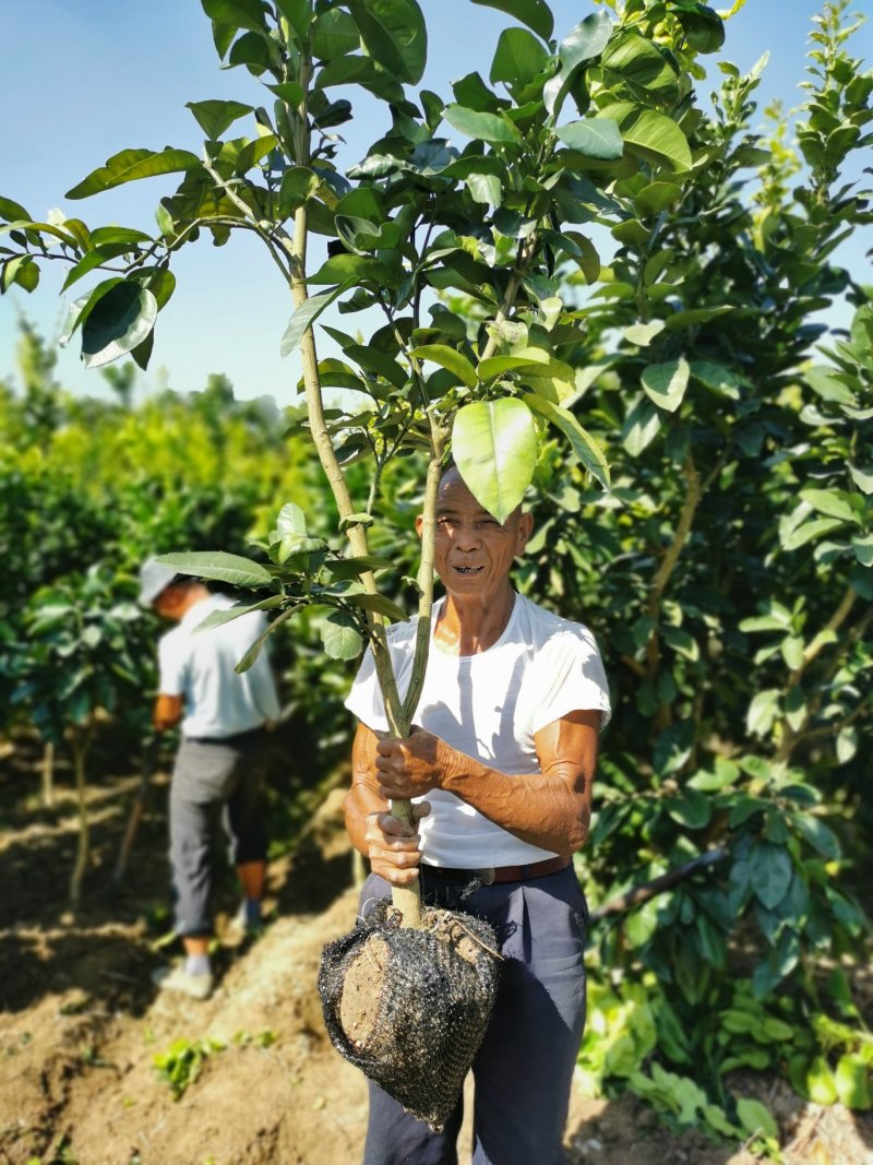 三红蜜柚果树地径3-4-5公分红心红肉柚子果树苗