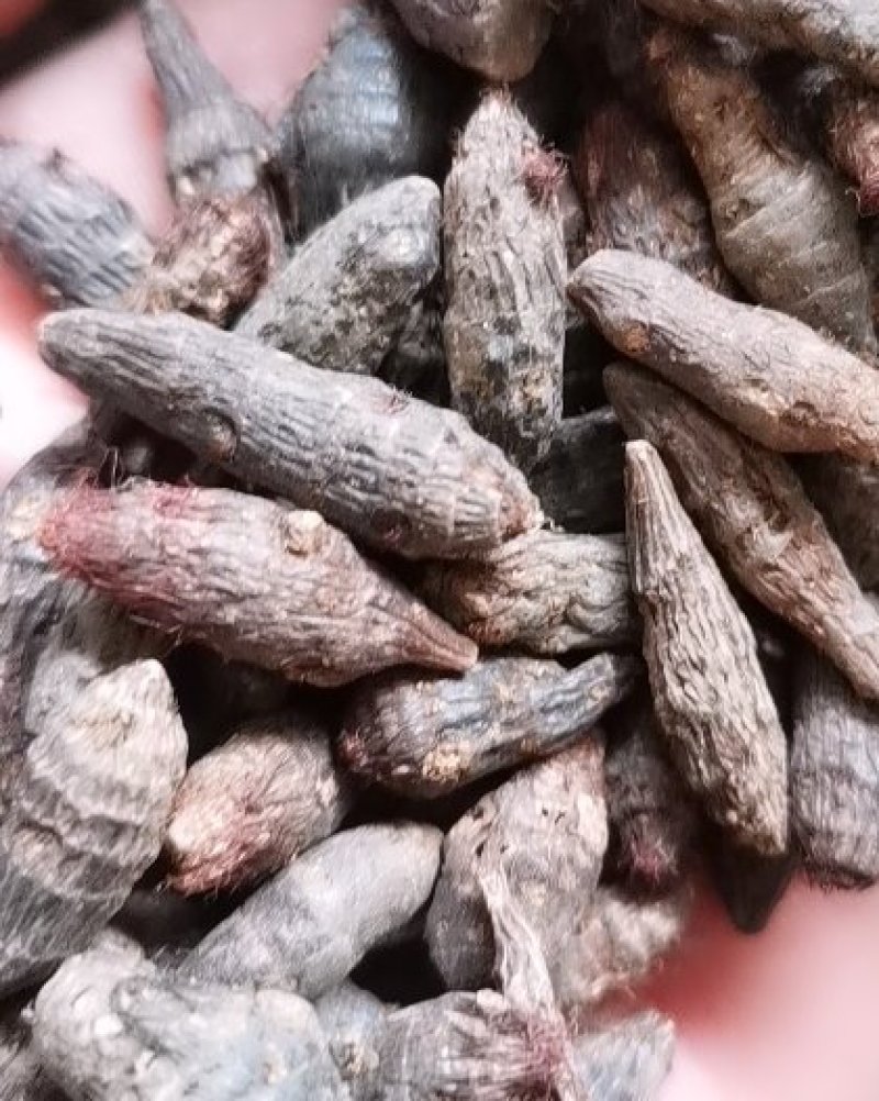 同奎中药材香附个香附片香附批发各种中药材