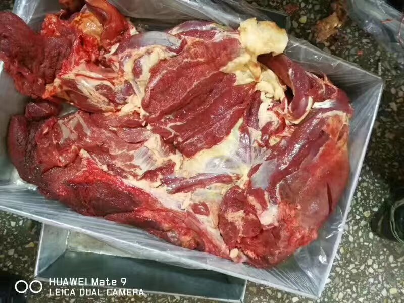 马肉新鲜马肉有4分体，8分体，质量保证一手货源。