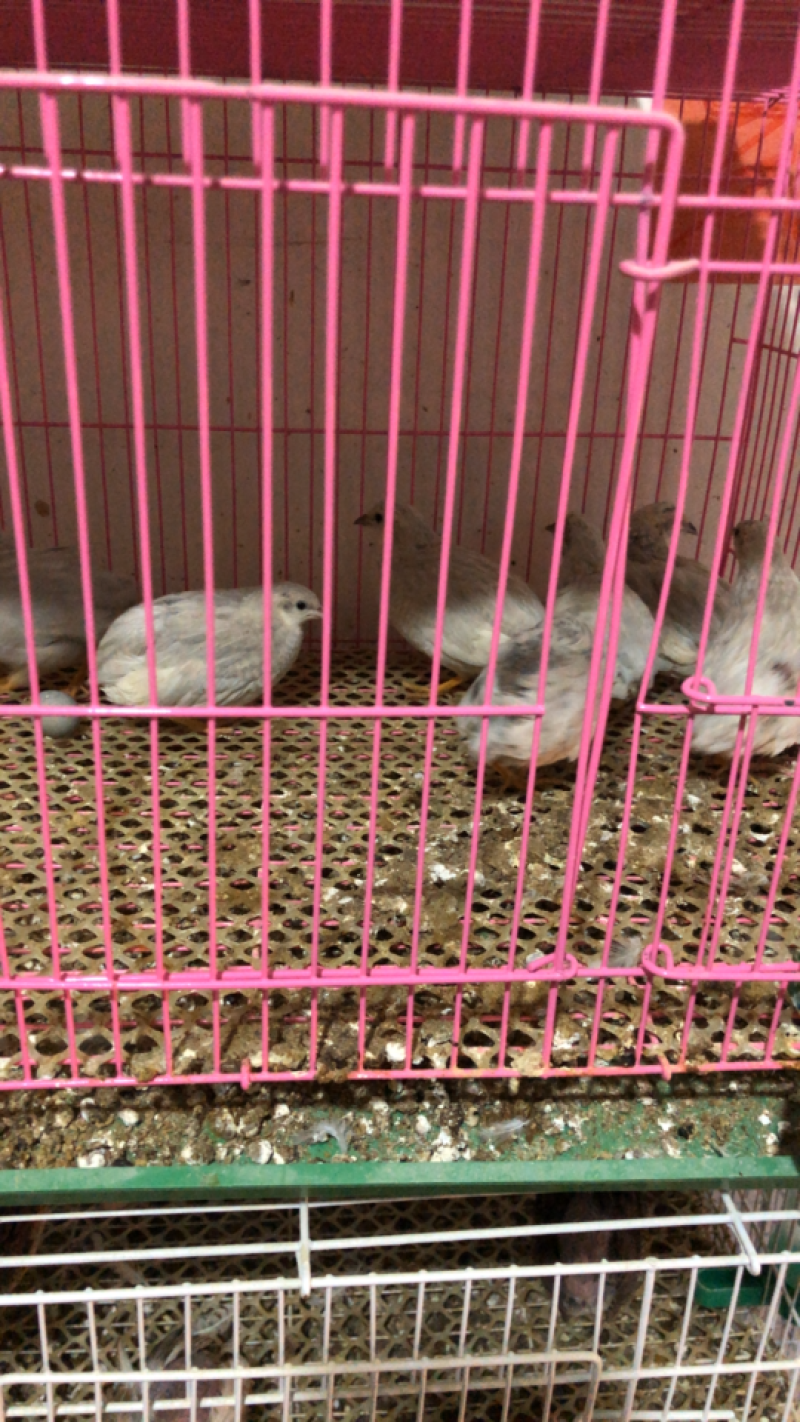 芦丁鸡种鸡，2公3母，大量出货你有量我有货