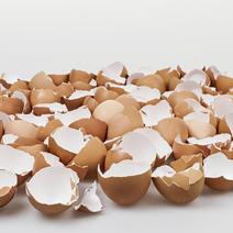 鸡蛋壳鸡蛋壳食用蛋壳可打粉专营批发中药品质保证