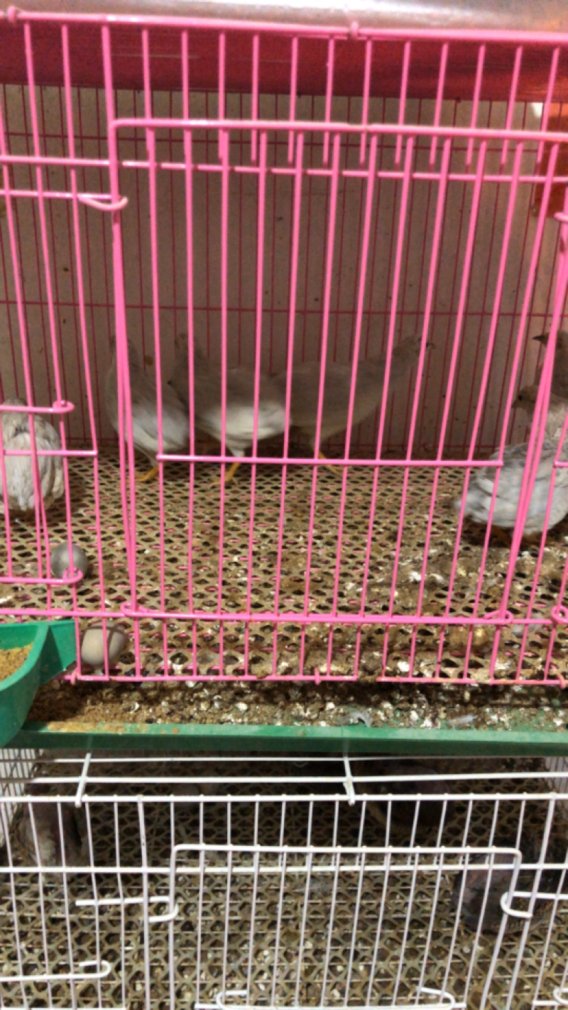 鸡蛋，芦丁鸡蛋、蛋黄好养殖基地商品蛋批发.出售