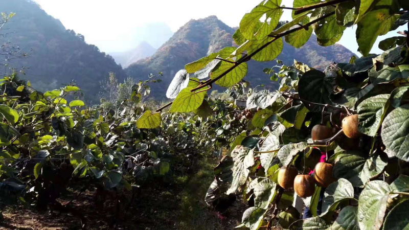 徐香绿心猕猴桃陕西原产地现摘直供支持一件代发