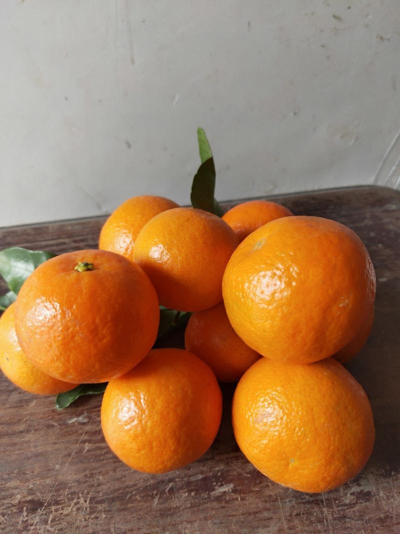 新品种华癸砂糖橘苗丰产性强栽培条件宽广。