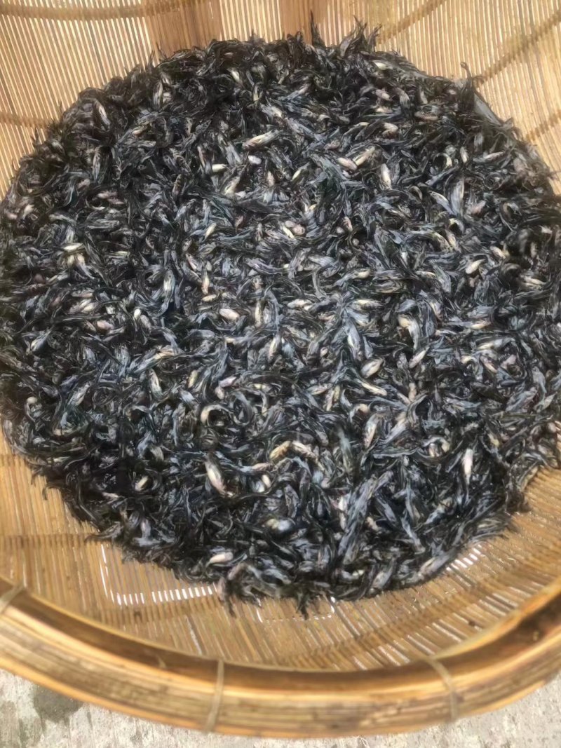 鮰鱼苗江团鱼苗大量供应各种鱼苗。黄膳苗，观赏鱼，