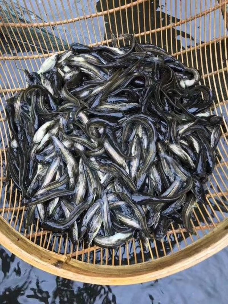 龙虾苗虾苗小龙虾苗及各类鱼苗，观赏鱼，黄膳苗，