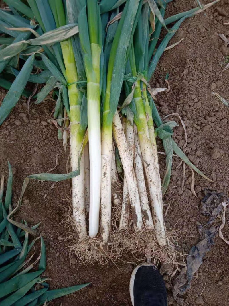 精品大葱大量有货打冷无烂葱叶面好只做精品货源