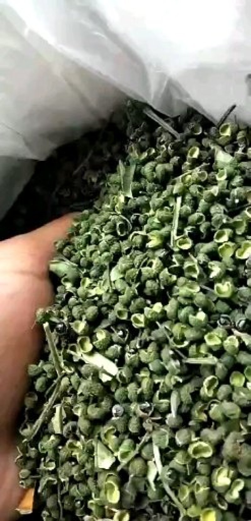 九叶青花椒藤椒青麻椒