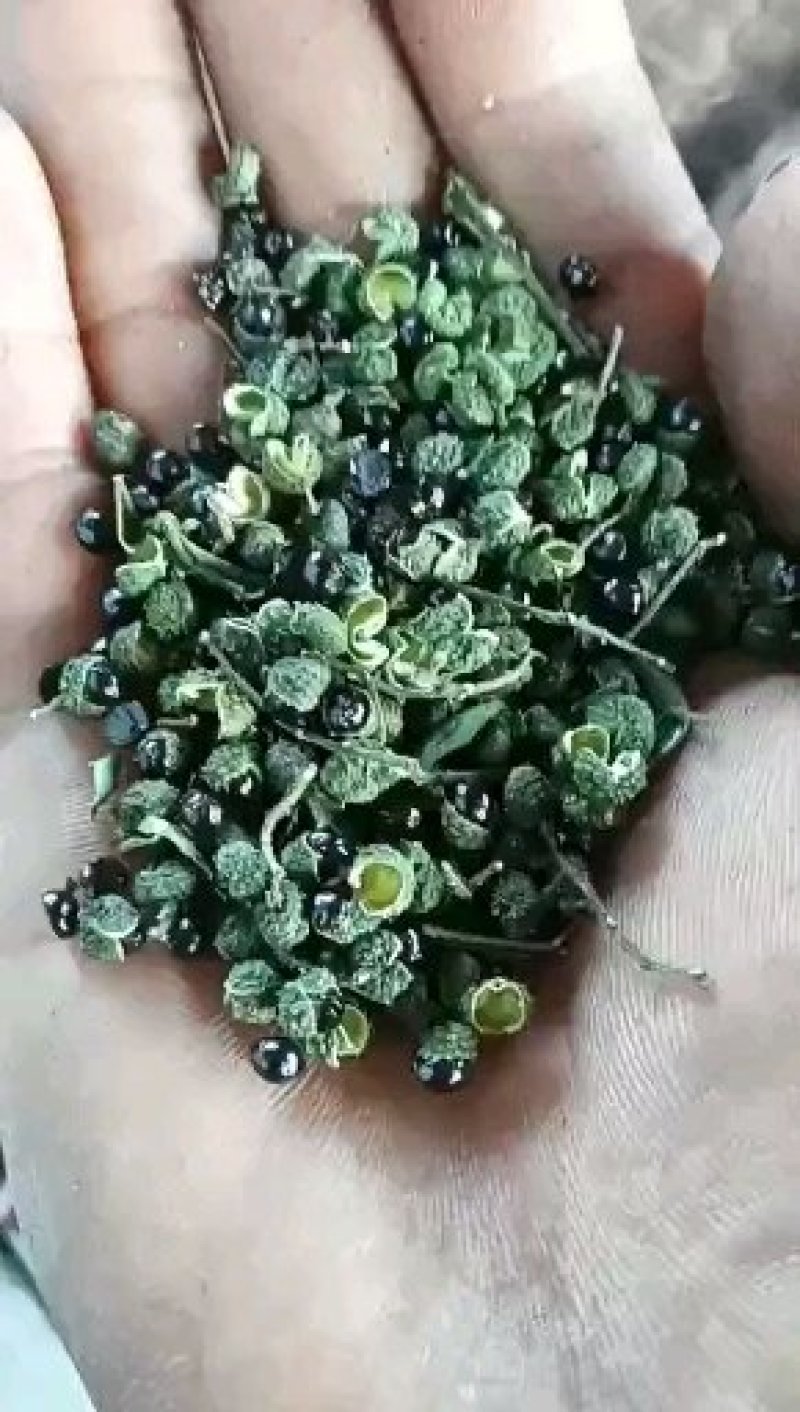 九叶青花椒藤椒青麻椒
