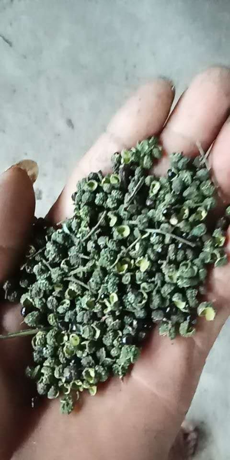 九叶青花椒藤椒青麻椒