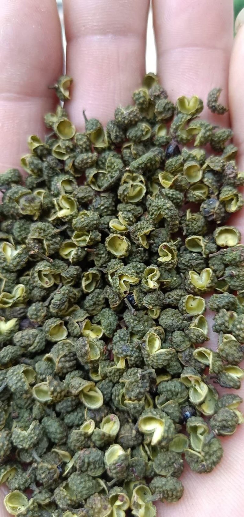 九叶青花椒藤椒青麻椒