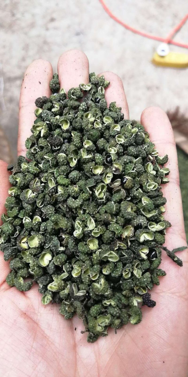 九叶青花椒藤椒青麻椒