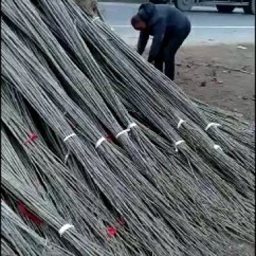 河南大量批发精品无絮杨树苗。高两米至四米。长期有货。