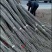河南大量批发精品无絮杨树苗。高两米至四米。长期有货。