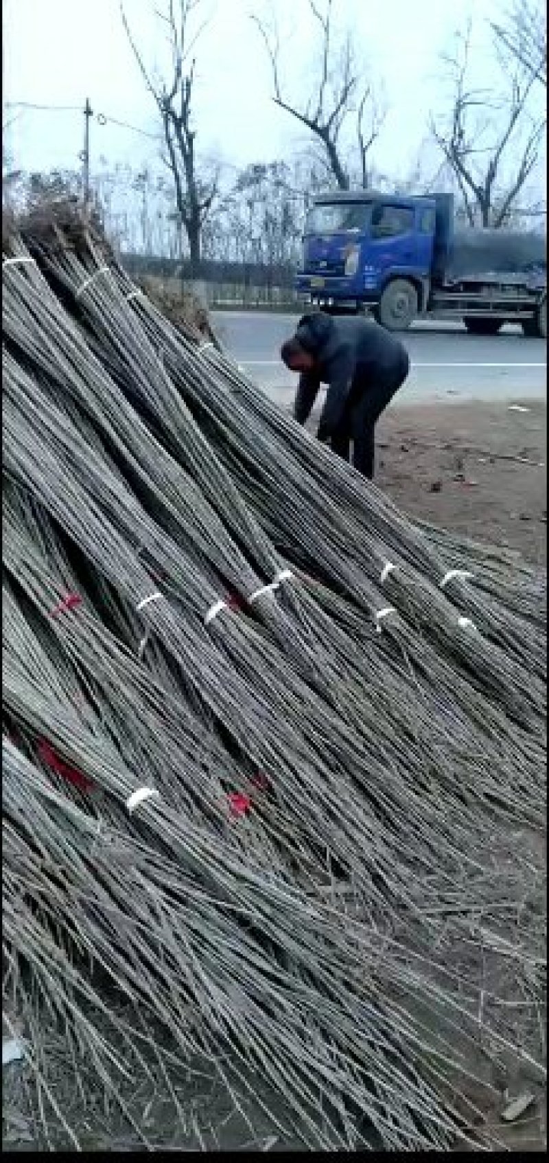 河南大量批发精品无絮杨树苗。高两米至四米。长期有货。