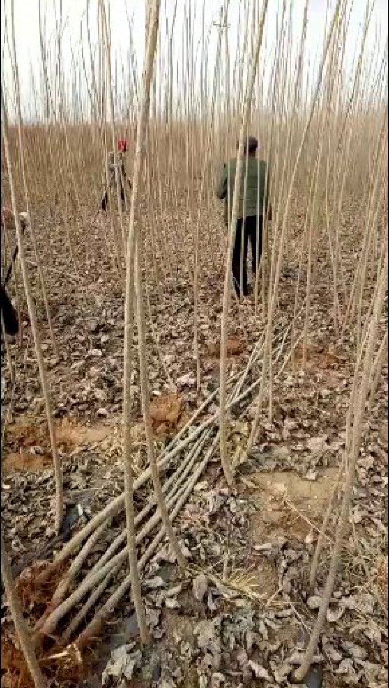 河南大量批发精品无絮杨树苗。高两米至四米。长期有货。