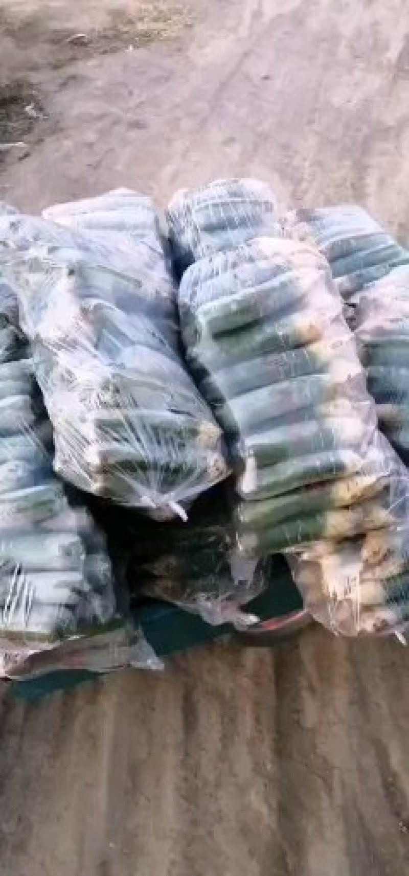 潍坊青萝卜，瓜茬萝卜，诚信合作供应商超市场