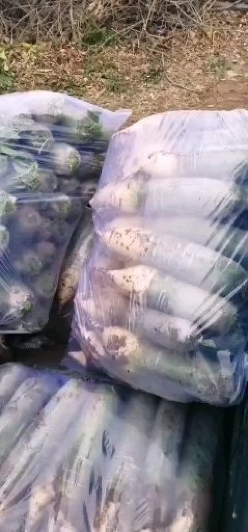 潍坊青萝卜，瓜茬萝卜，诚信合作供应商超市场
