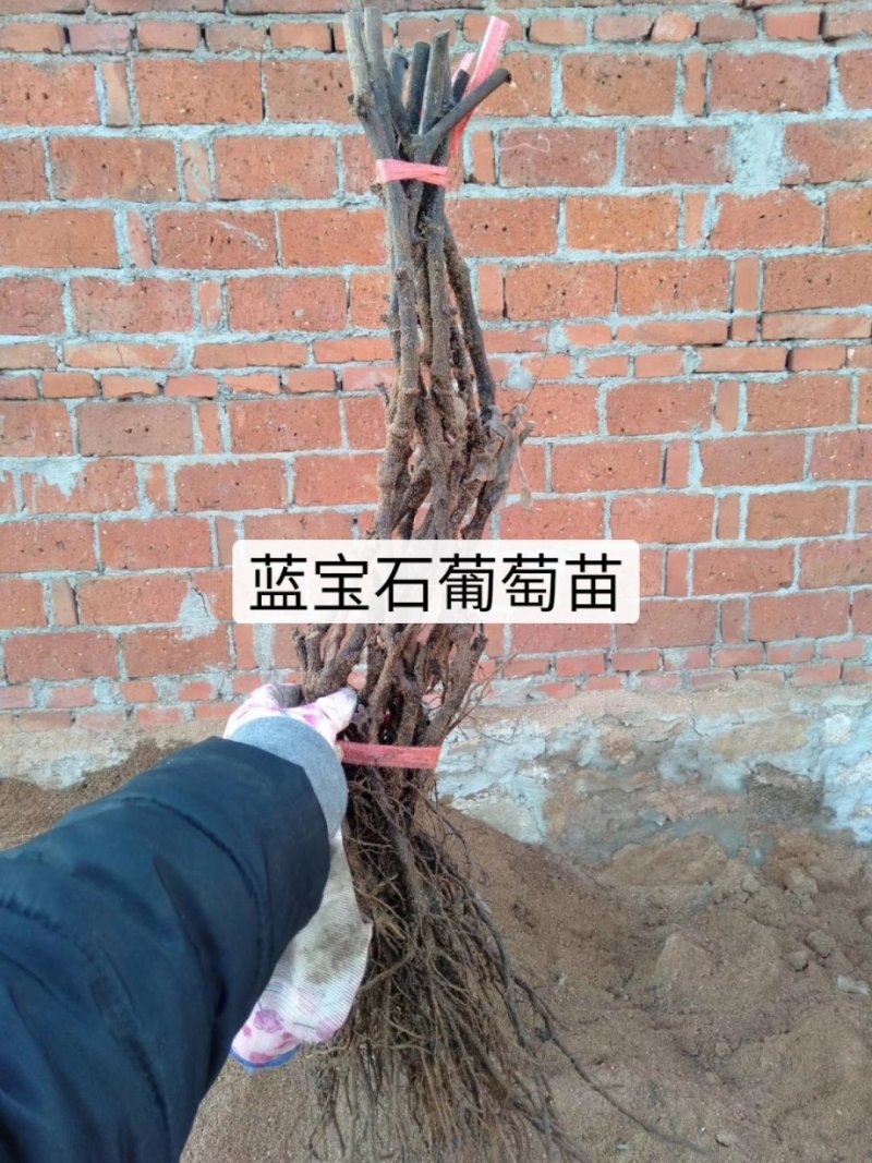 葡萄树，质量好，树形好根系发达保纯度保质保真