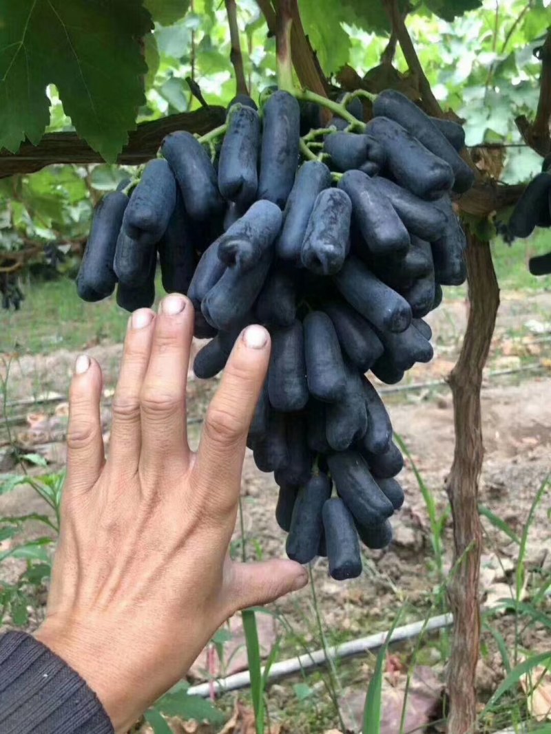 葡萄树，质量好，树形好根系发达保纯度保质保真
