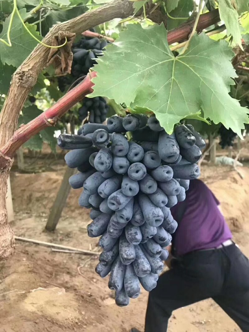 葡萄树，质量好，树形好根系发达保纯度保质保真