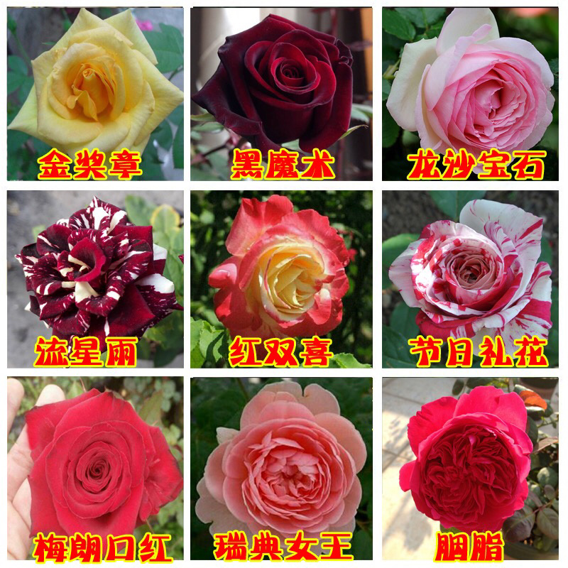 玫瑰花（红，黄，蓝，紫，白，粉，绿）耐寒南北方种植易活