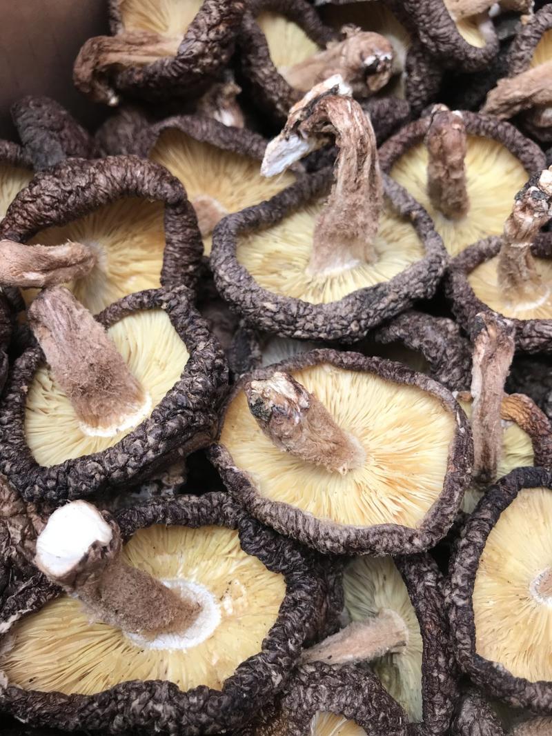 木头香菇，肉厚，香味浓郁，野外生长