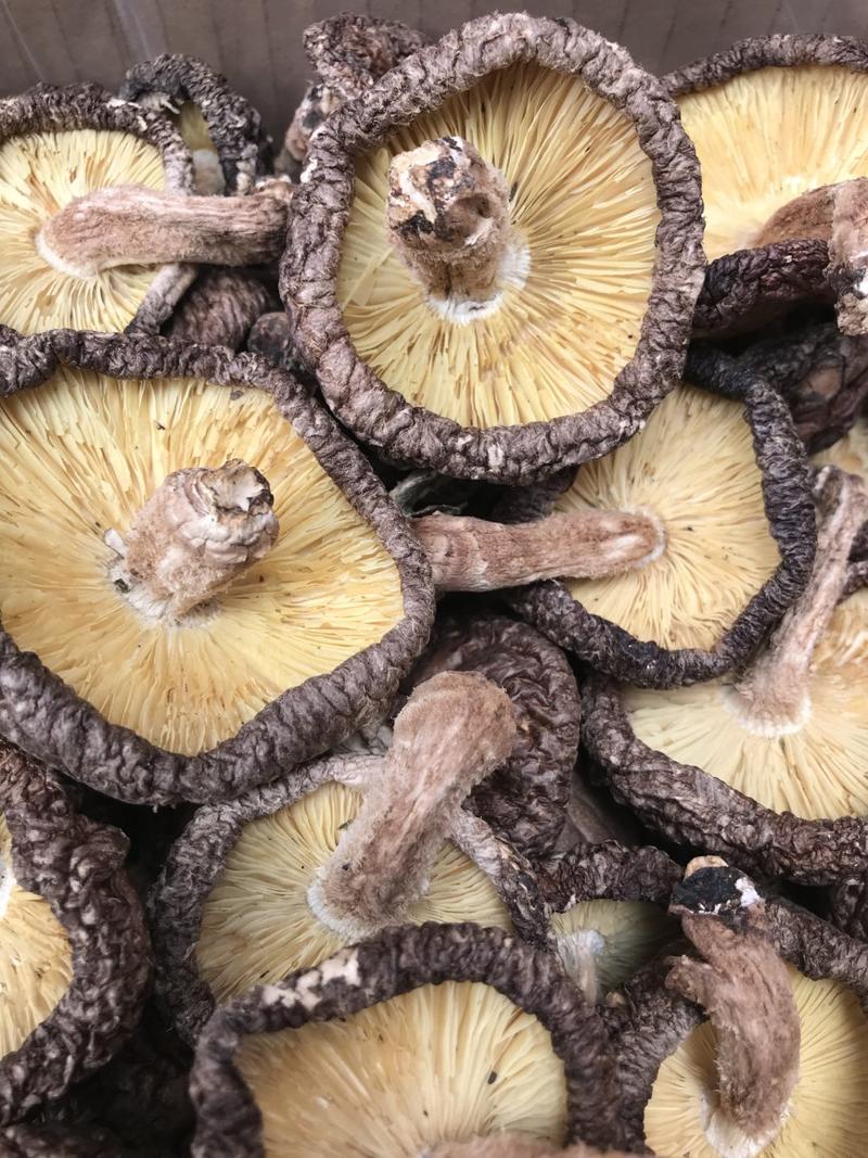 木头香菇，肉厚，香味浓郁，野外生长