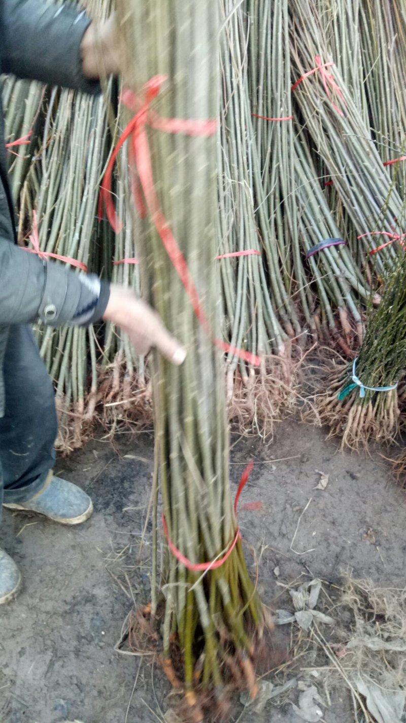 青皮直柳笔直竹柳绿化篱笆庭院地栽耐寒