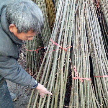 青皮直柳笔直竹柳绿化篱笆庭院地栽耐寒