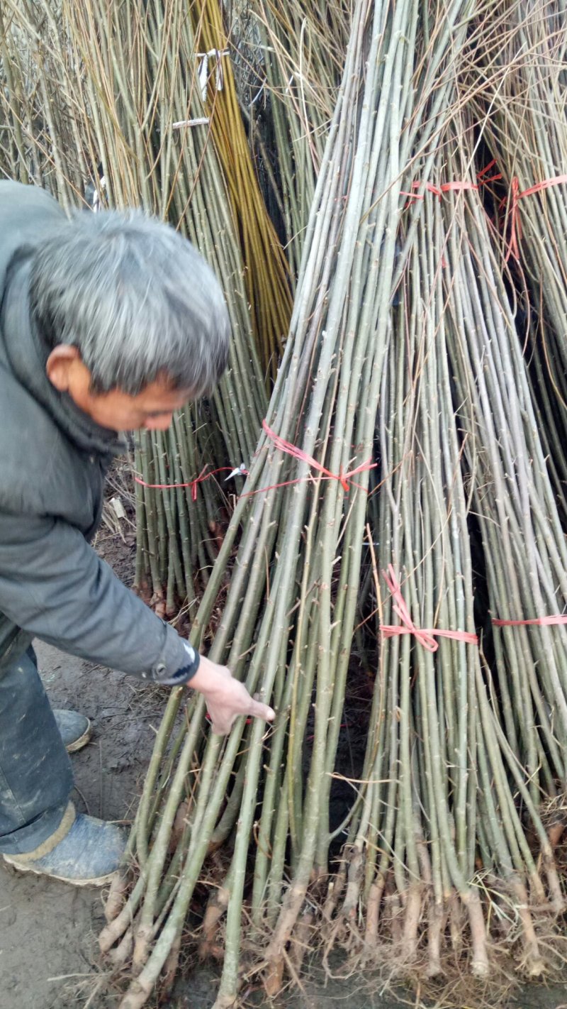 青皮直柳笔直竹柳绿化篱笆庭院地栽耐寒