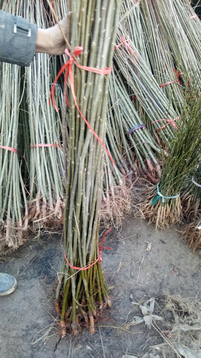 青皮直柳笔直竹柳绿化篱笆庭院地栽耐寒