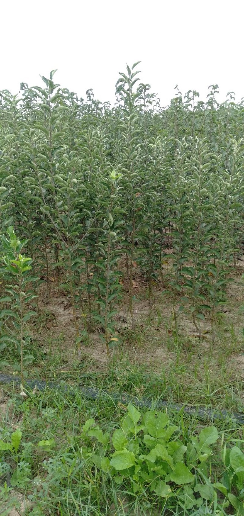 苹果苗大量批发0.8到两公分大小，规格齐全。
