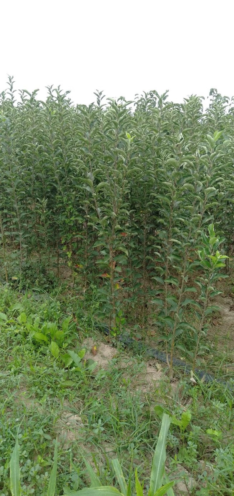 苹果苗大量批发0.8到两公分大小，规格齐全。