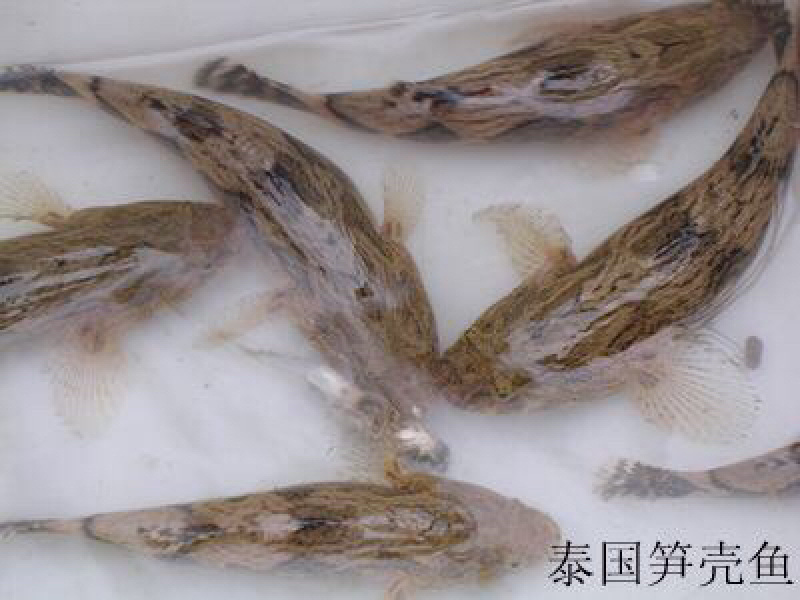笋壳鱼苗+泰国笋壳鱼苗+基围地直供+包回收+技术指导