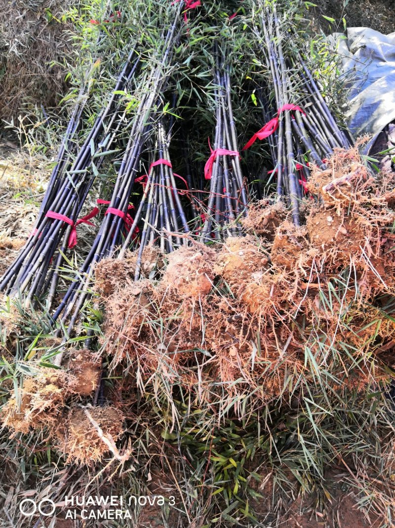 紫竹苗紫竹苗批发供应紫竹苗紫竹苗价格紫竹苗基地