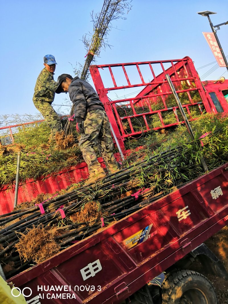 紫竹苗紫竹苗批发供应紫竹苗紫竹苗价格紫竹苗基地