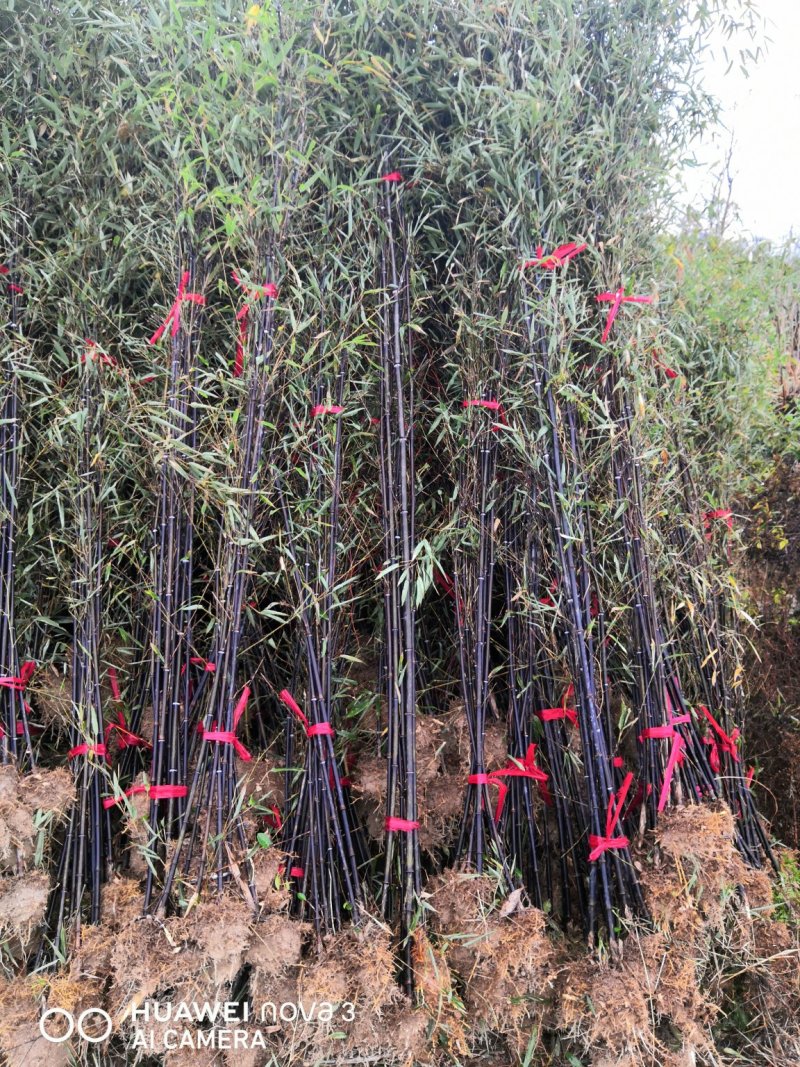 紫竹苗紫竹苗批发供应紫竹苗紫竹苗价格紫竹苗基地