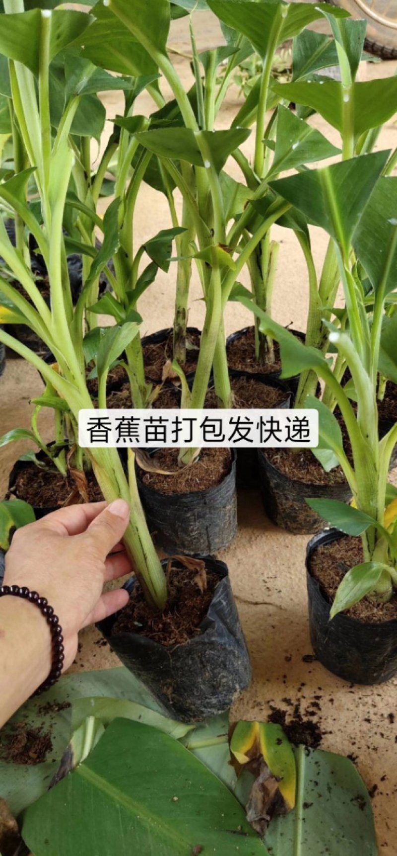 广西香蕉苗，组培苗，脱毒苗，无病害，基地供货成活有保证