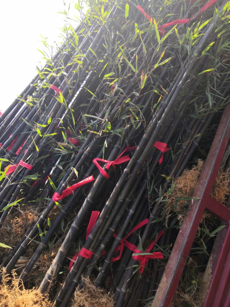 紫竹苗紫竹苗批发供应紫竹苗紫竹苗价格紫竹苗基地