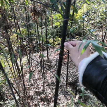 紫竹苗紫竹苗批发供应紫竹苗紫竹苗价格紫竹苗基地