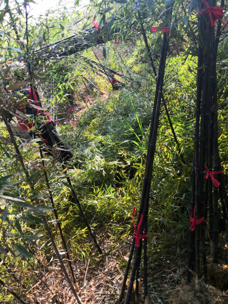 紫竹苗紫竹苗批发供应紫竹苗紫竹苗价格紫竹苗基地