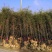 紫竹苗紫竹苗批发供应紫竹苗紫竹苗价格紫竹苗基地