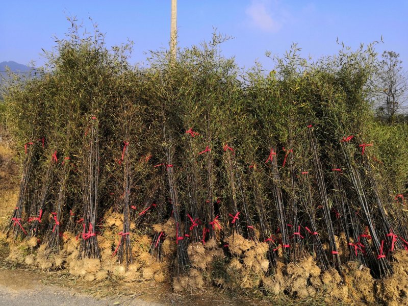 紫竹苗紫竹苗批发供应紫竹苗紫竹苗价格紫竹苗基地