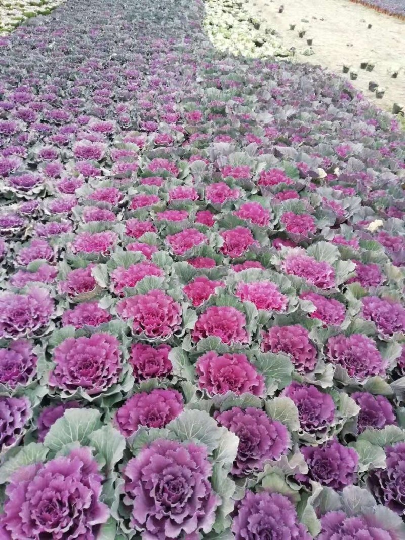 紫鸽羽衣甘蓝大量，欧系列，鸽系列，大量出售