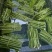 垂柳黄金柳竹柳小苗高度80-100公分包邮1元一颗